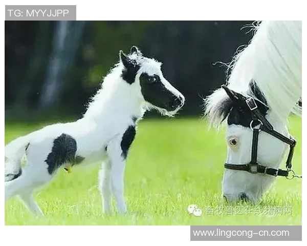 姚明携手兽医团队共筑动物健康新篇章助力宠物幸福生活